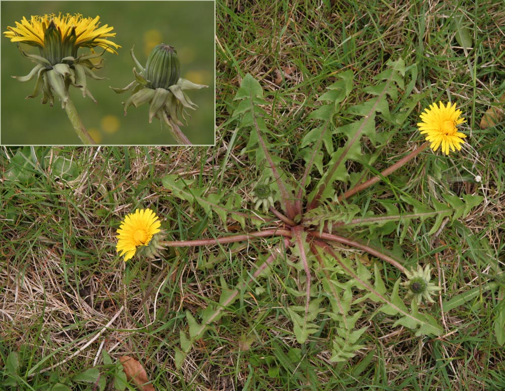 Viborg-Vejmælkebøtte (Taraxacum wibergense)