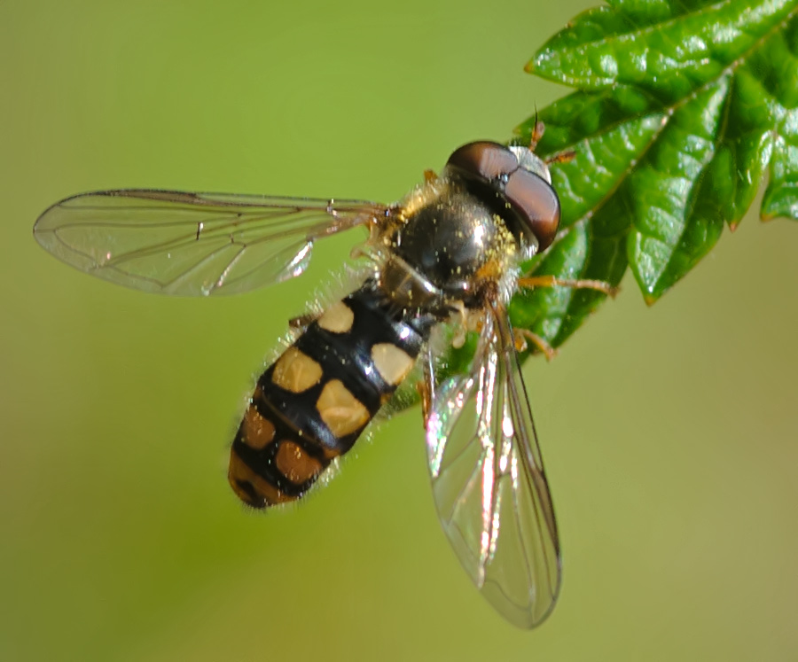 Smuk Glanssvirreflue (Epistrophella euchroma)