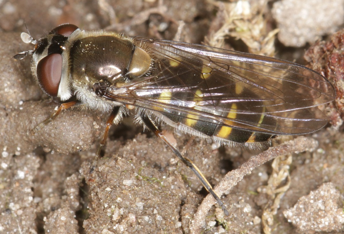 Lysende Svirreflue (Melangyna lucifera)