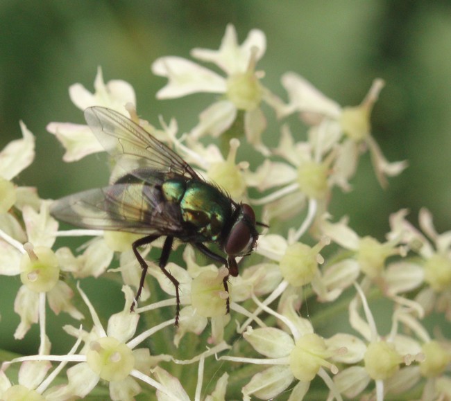 Neomyia sp. (Neomyia sp.)