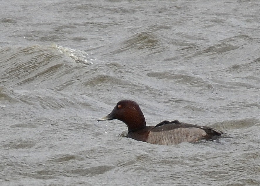 Hvidøjet And x Taffeland (hybrid) (Aythya nyroca x A. ferina)