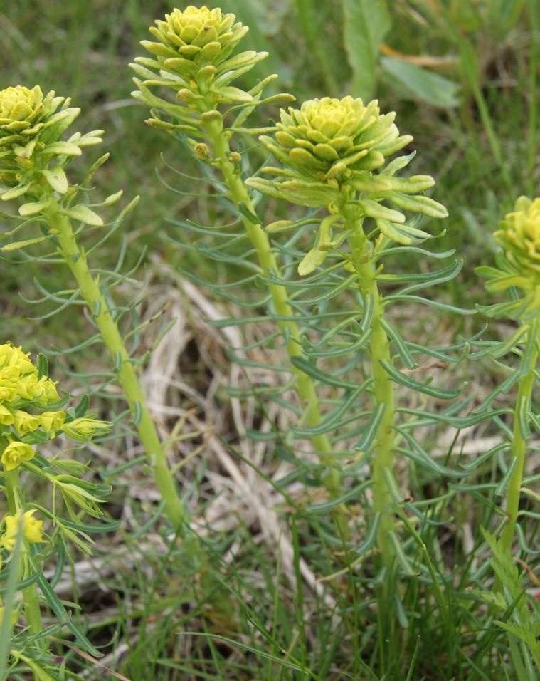 Vortemælk sp. (Euphorbia sp.)
