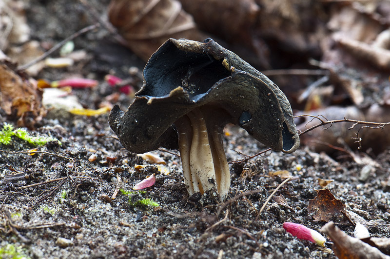 Quelets Foldhat (Helvella queletii)