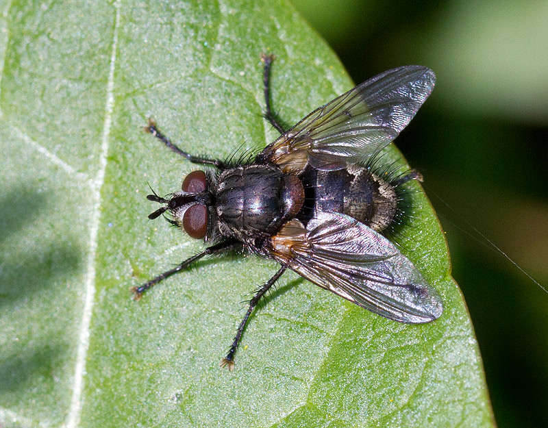 Panzeria laevigata (Panzeria laevigata)