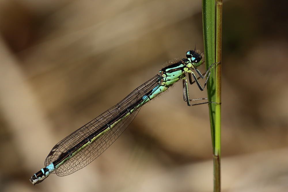 Hue-Vandnymfe (Coenagrion armatum)