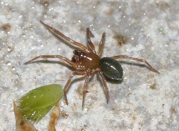 Centromerus levitarsis (Centromerus levitarsis)