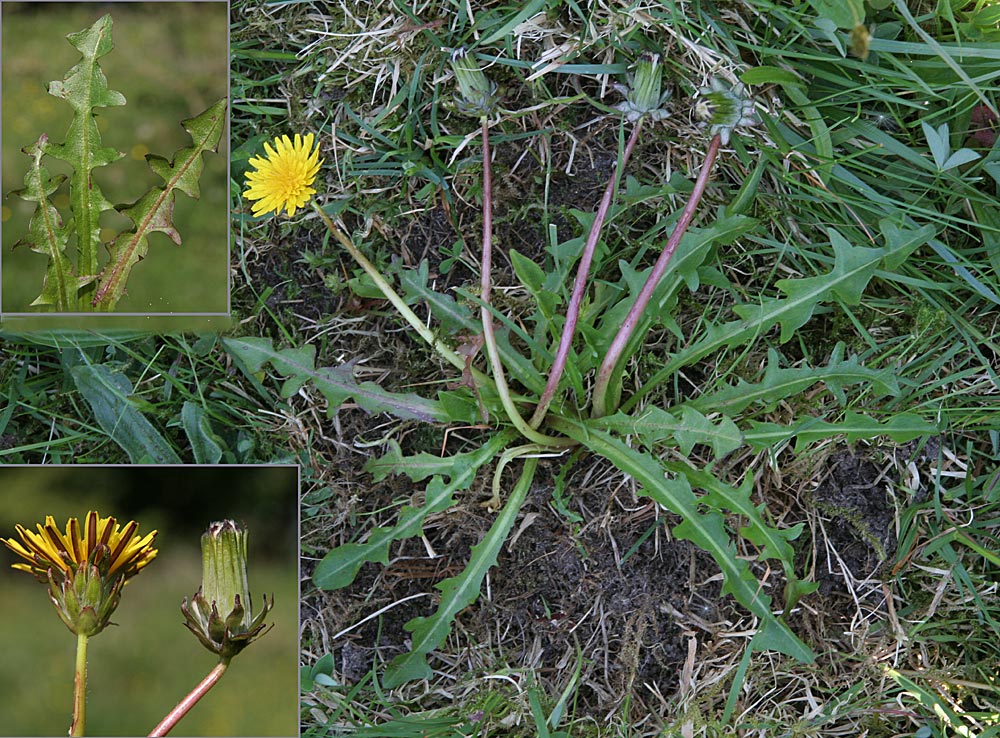 Nordstedts Kærmælkebøtte (Taraxacum nordstedtii)