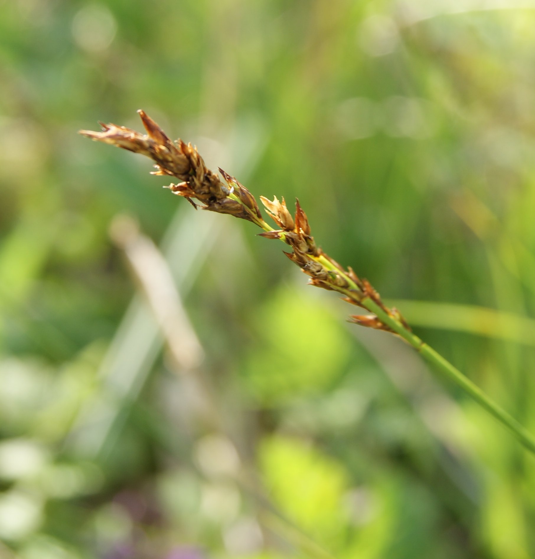 Trindstænglet Star (Carex diandra)