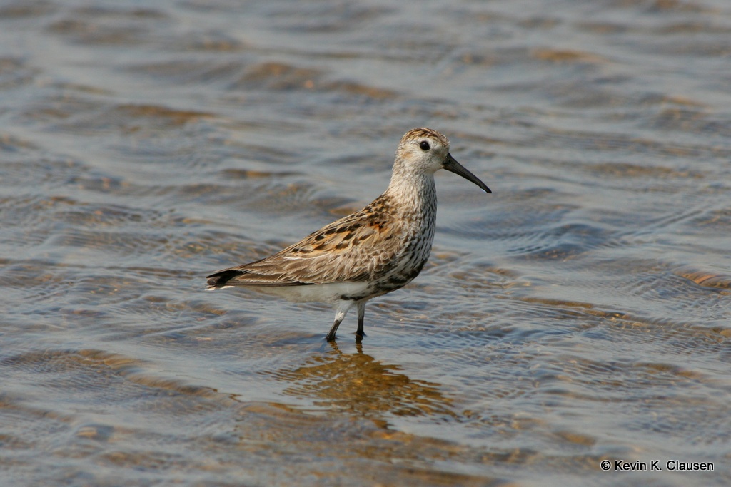 Engryle (Calidris alpina schinzii)