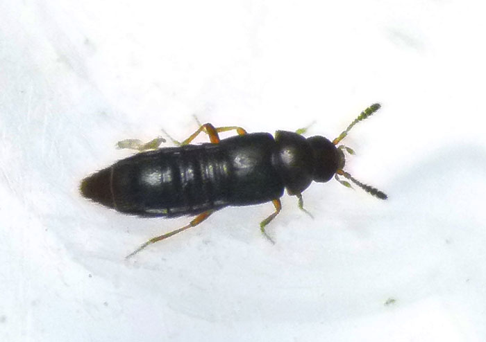 Oligota sp. (Oligota sp.)