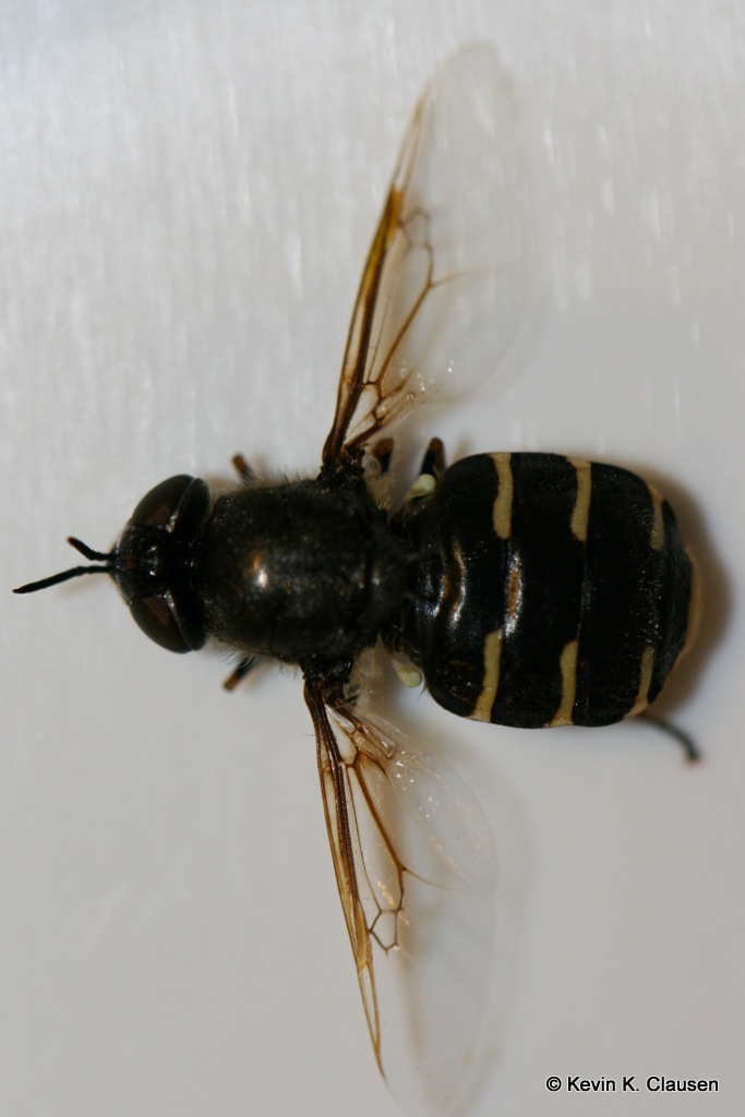 Odontomyia microleon (Odontomyia microleon)