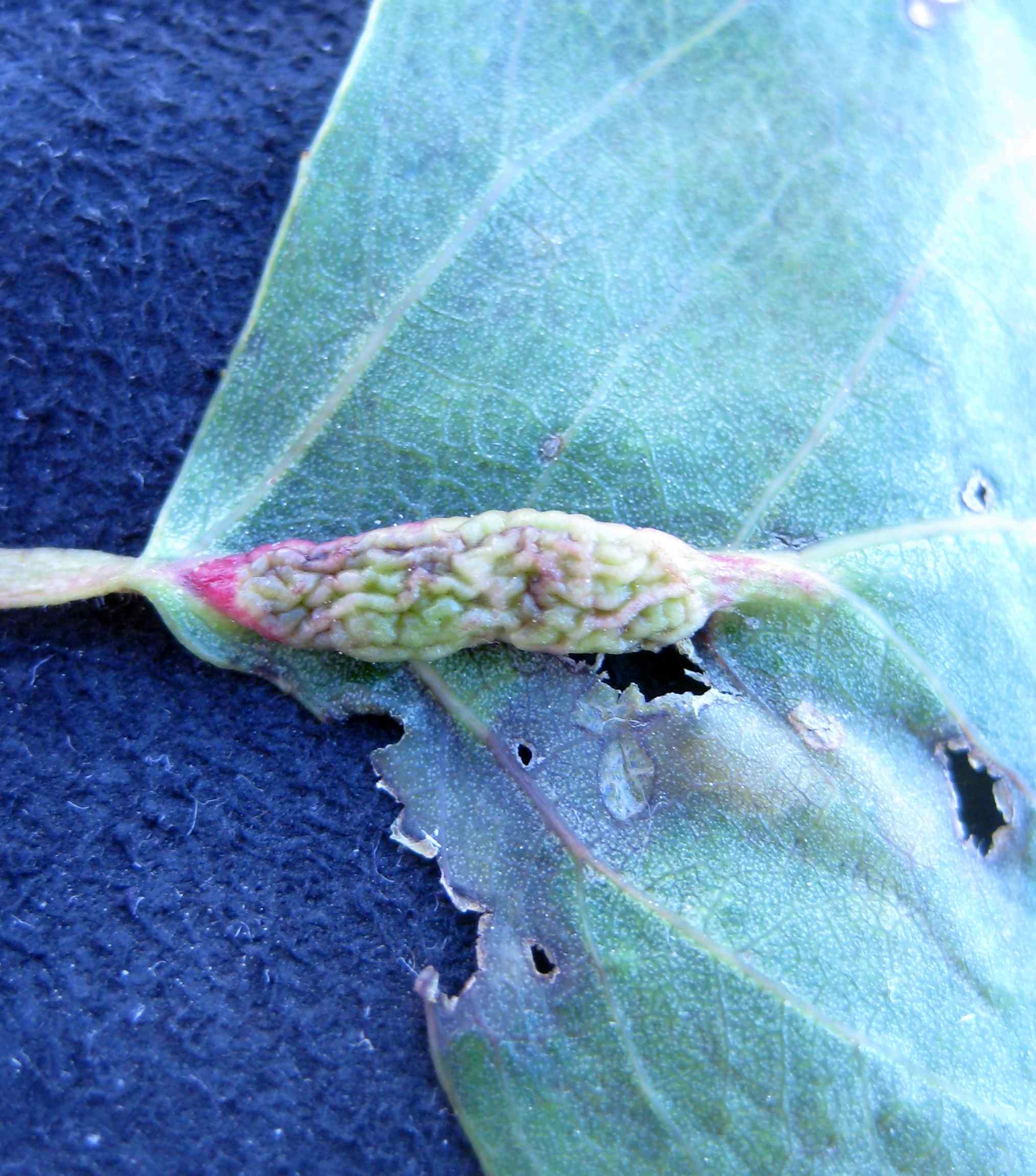 Poppelgulerodslus (Pemphigus phenax)