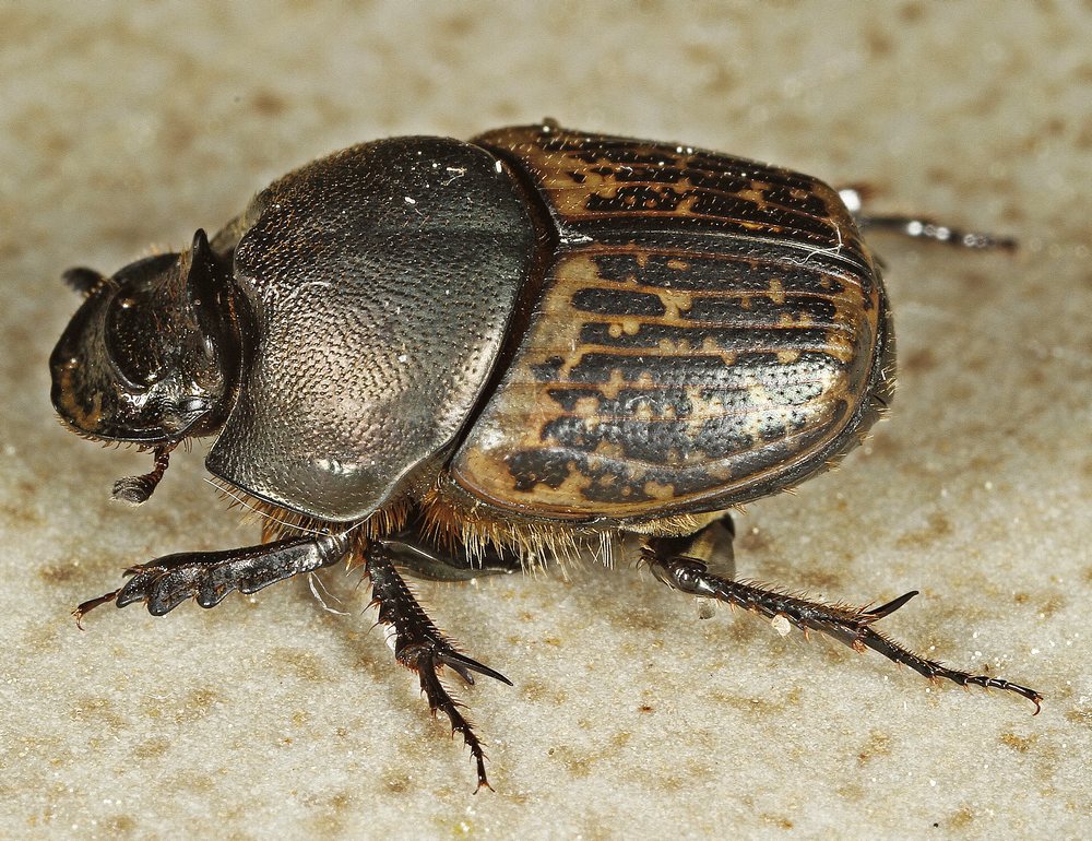 Stor Møggraver (Onthophagus medius)