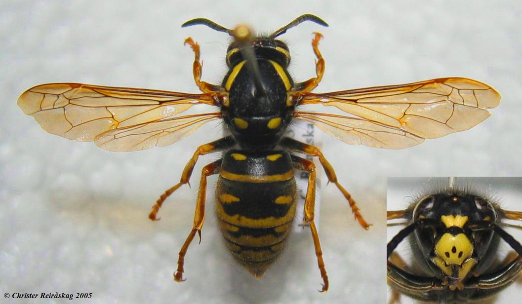 Vespula austriaca (Vespula austriaca)