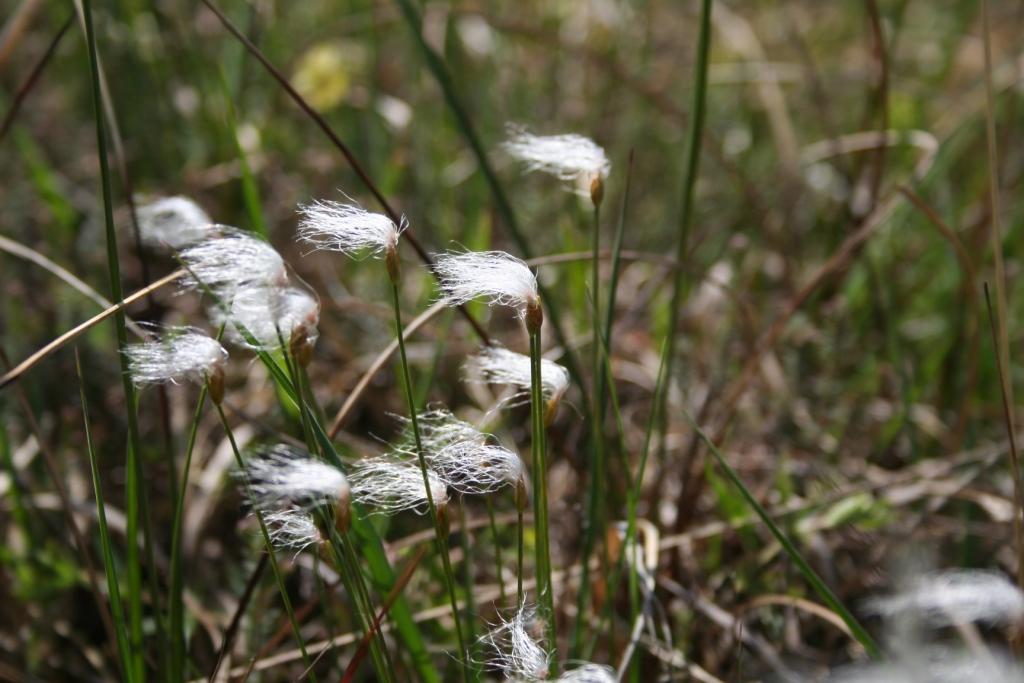 Uld-Tuekogleaks (Trichophorum alpinum)