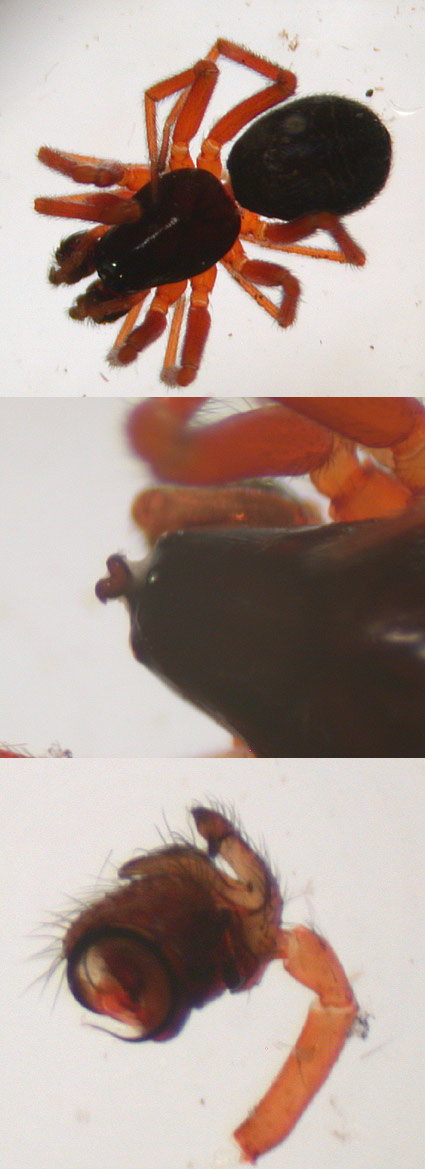 Walckenaeria kochi (Walckenaeria kochi)