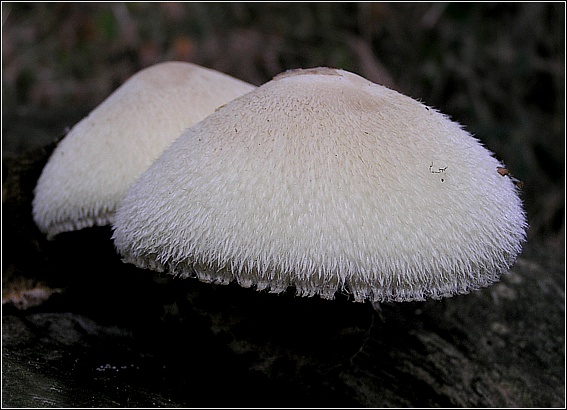 Silkehåret Posesvamp (Volvariella bombycina)