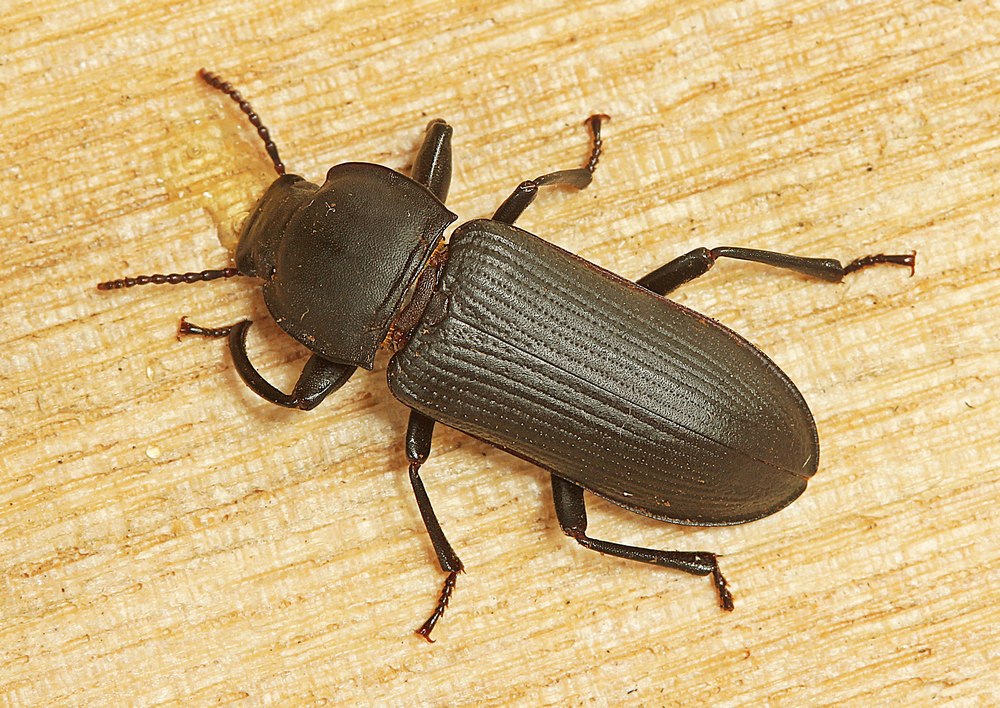 Egeskrubbe (Tenebrio opacus)