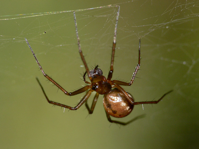 Tenuiphantes alacris (Tenuiphantes alacris)