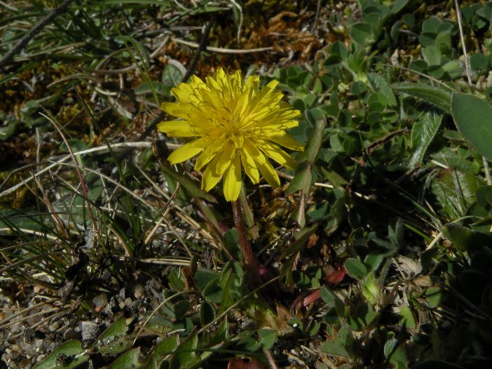 Guldknap-Sandmælkebøtte (Taraxacum isophyllum)