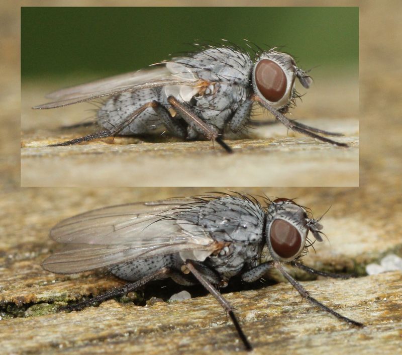 Arter der begynder med 'Calycina ' Naturbasen