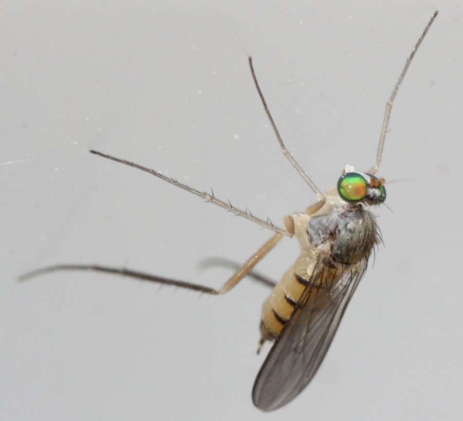 Neurigona suturalis (Neurigona suturalis)