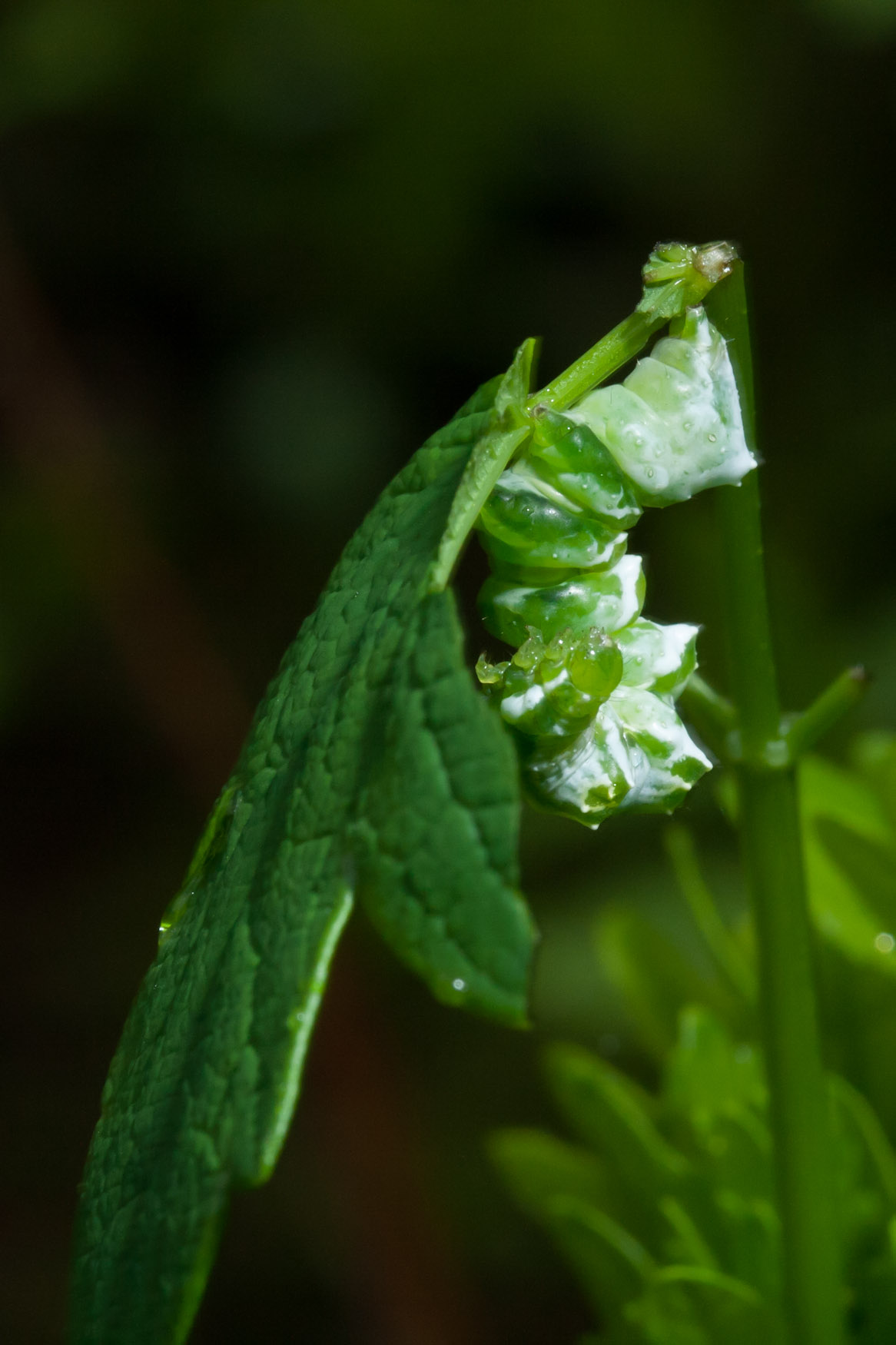 Det Gyldne C (Lamprotes c-aureum)