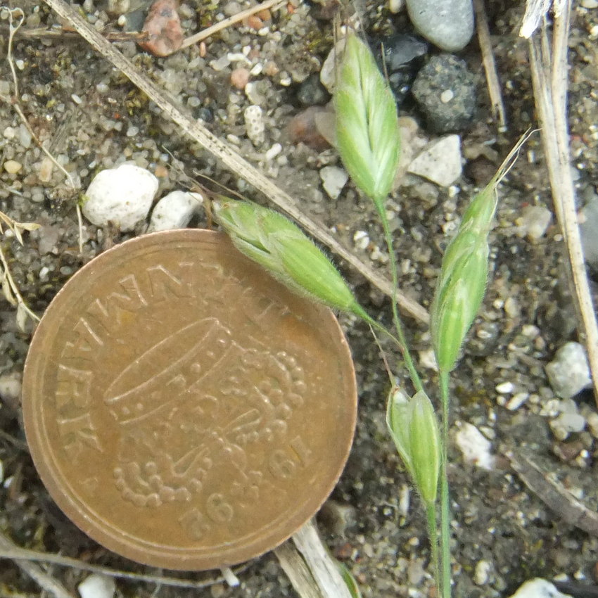 Hybrid-Hejre (Bromus hordeaceus L. ssp. pseudothominei)