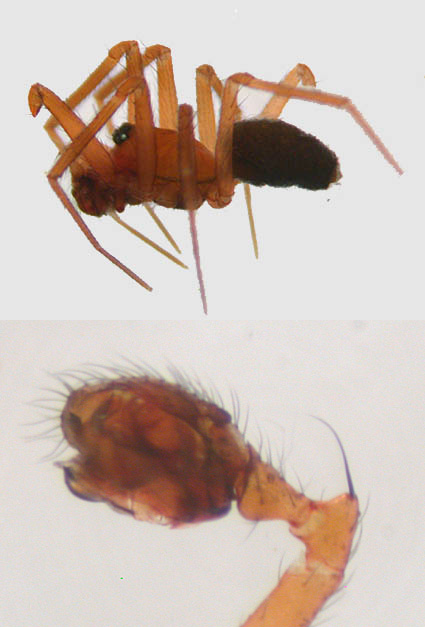 Oryphantes angulatus (Oryphantes angulatus)