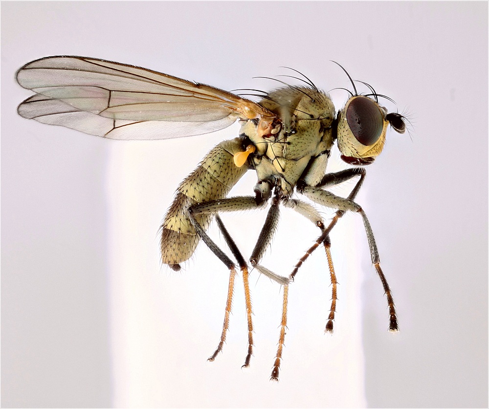 Notiphila uliginosa (Notiphila uliginosa)