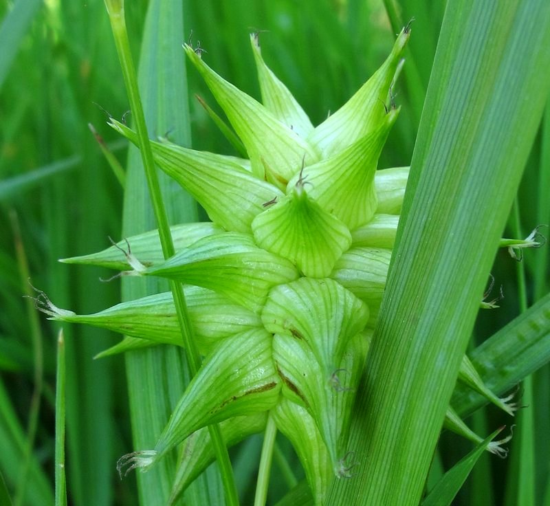 Morgenstjerne-Star (Carex grayi)