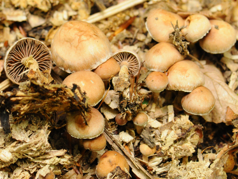 Deconica phyllogena (Deconica phyllogena)