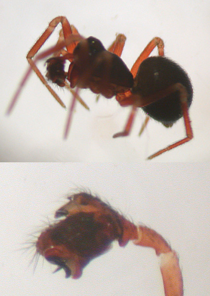 Erigonella hiemalis (Erigonella hiemalis)