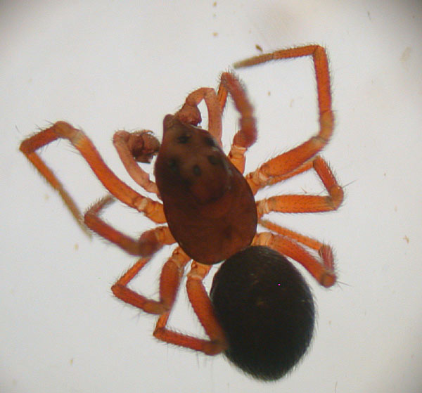 Troxochrus nasutus (Troxochrus nasutus)