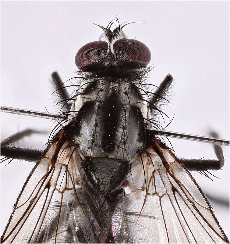 Eustalomyia histrio (Eustalomyia histrio)