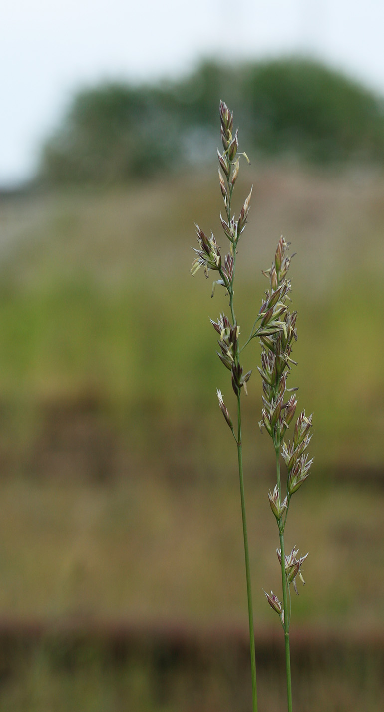 Bane-Svingel (Festuca arundinacea var. aspera)