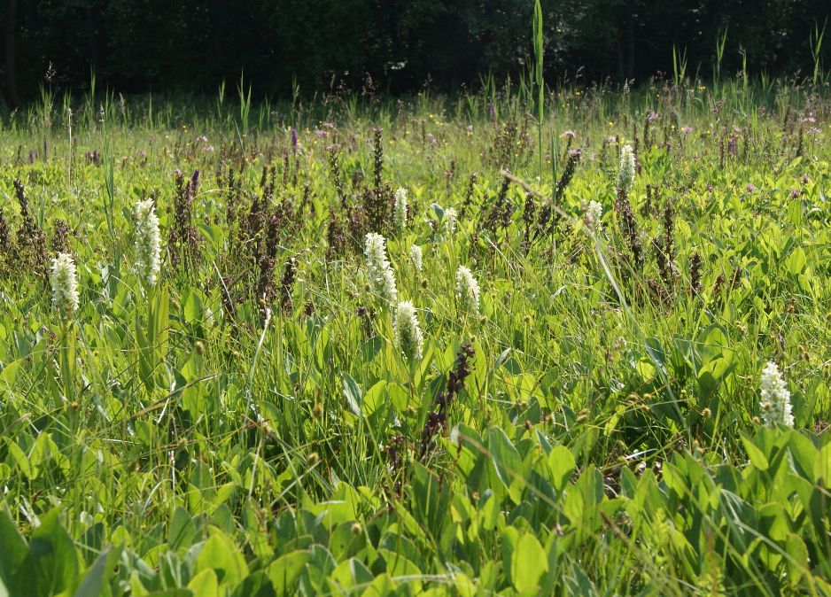 Hvidgul Gøgeurt (Dactylorhiza incarnata var. ochroleuca)