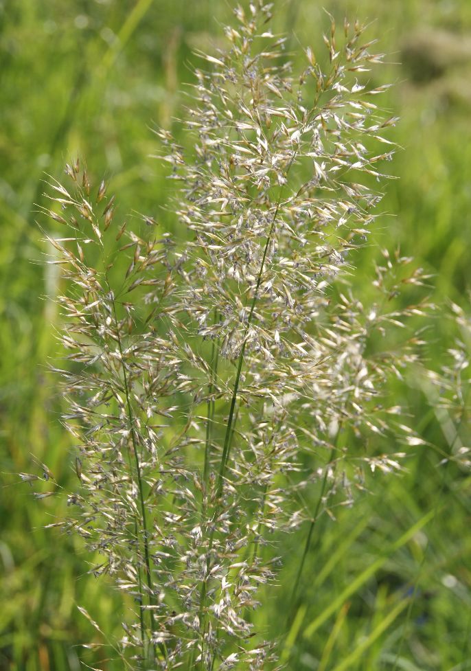 Guldhavre (Trisetum flavescens)