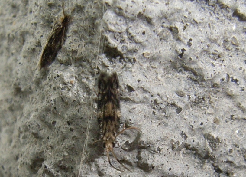 Hydroptila sparsa (Hydroptila sparsa)