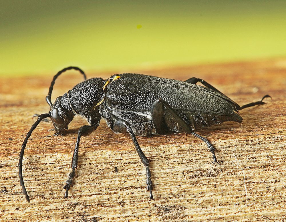 Sort Blomsterbuk (Stictoleptura scutellata)
