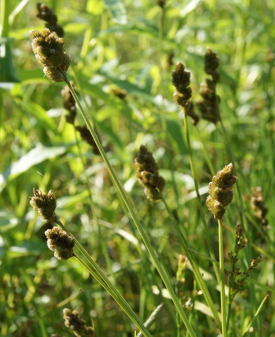Pyramide-Star (Carex bebbii)