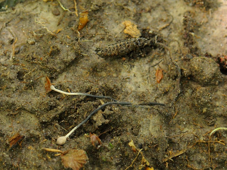 Grå Snyltekølle (Ophiocordyceps entomorrhiza)