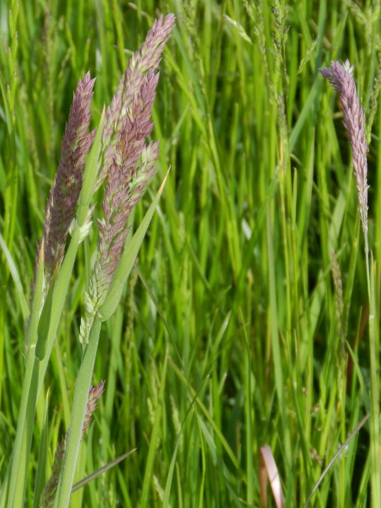 Fløjlsgræs Observation Nb 1611282 Naturbasen