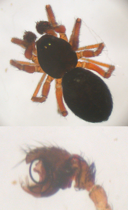 Moebelia penicillata (Moebelia penicillata)