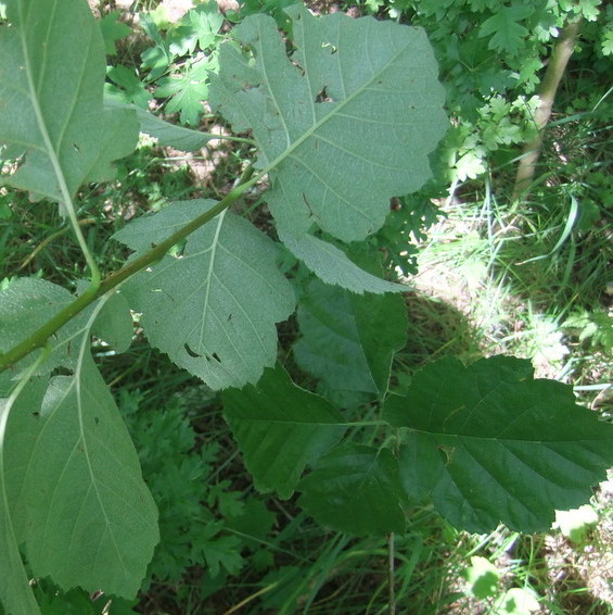 Bredbladet Røn (Sorbus latifolia)