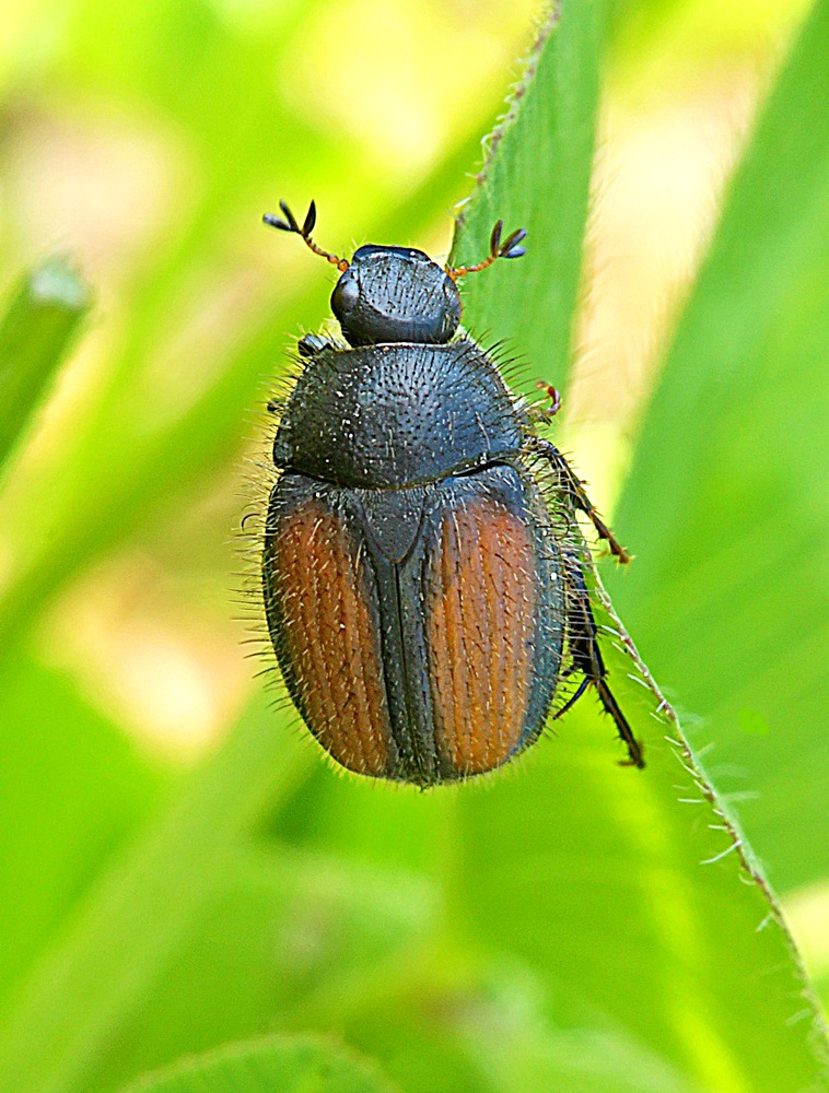 Klintoldenborre (Omaloplia nigromarginata)