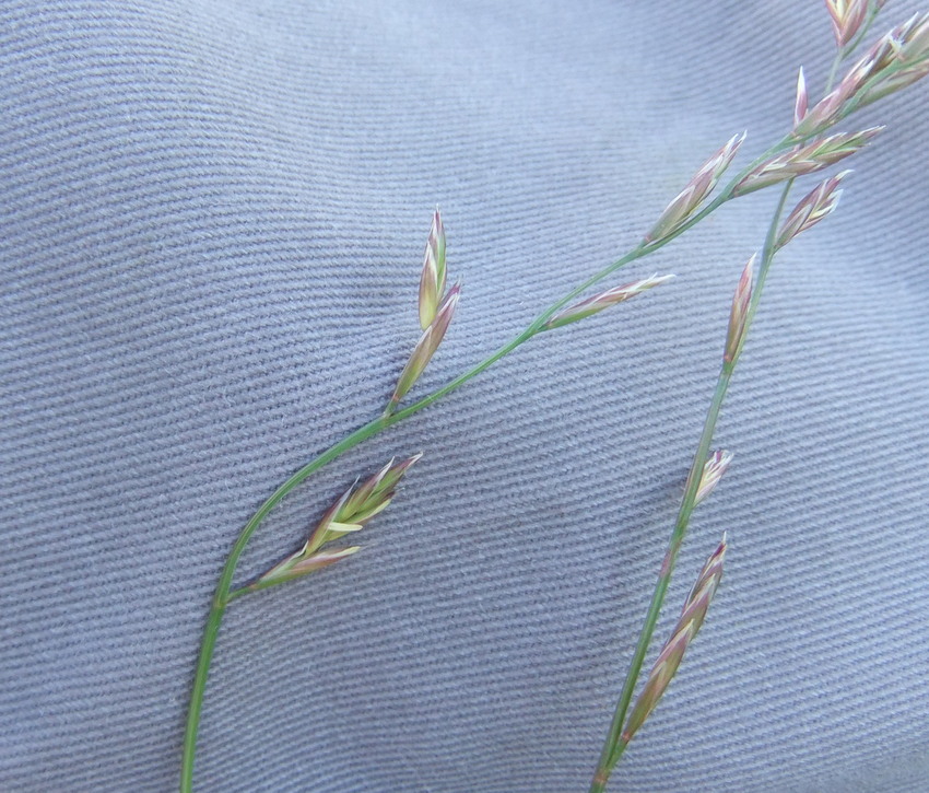 Eng-Svingel x Almindelig Rajgræs (X Festulolium loliaceum)