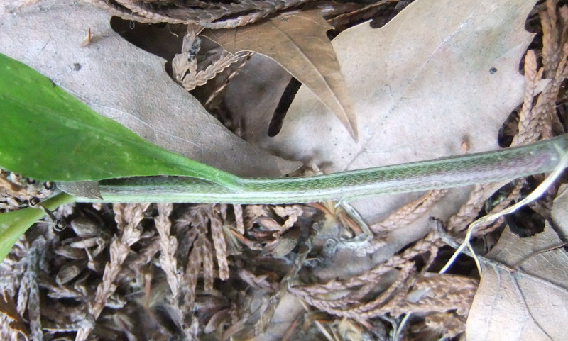 Stor Hjørneklap (Erysimum cheiranthoides ssp. altum)