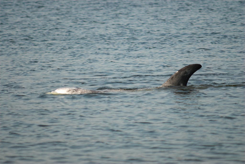 Rissosdelfin (Grampus griseus)