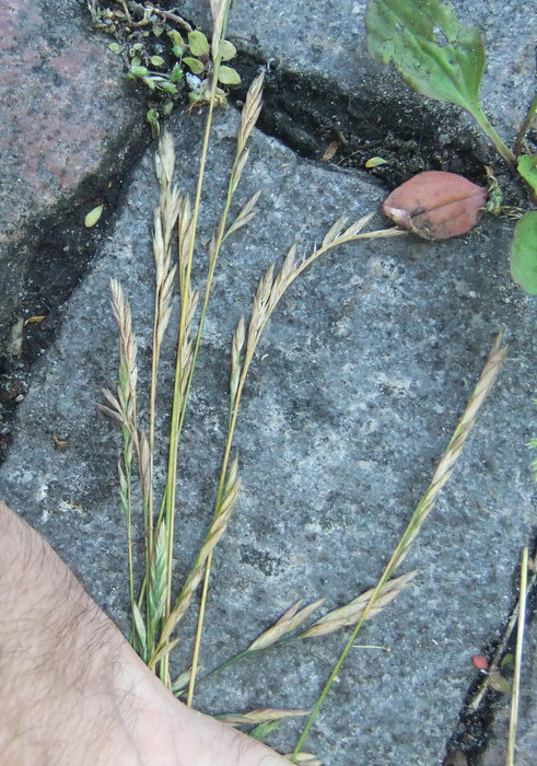 Vej-Svingel (Festuca rubra ssp. commutata)